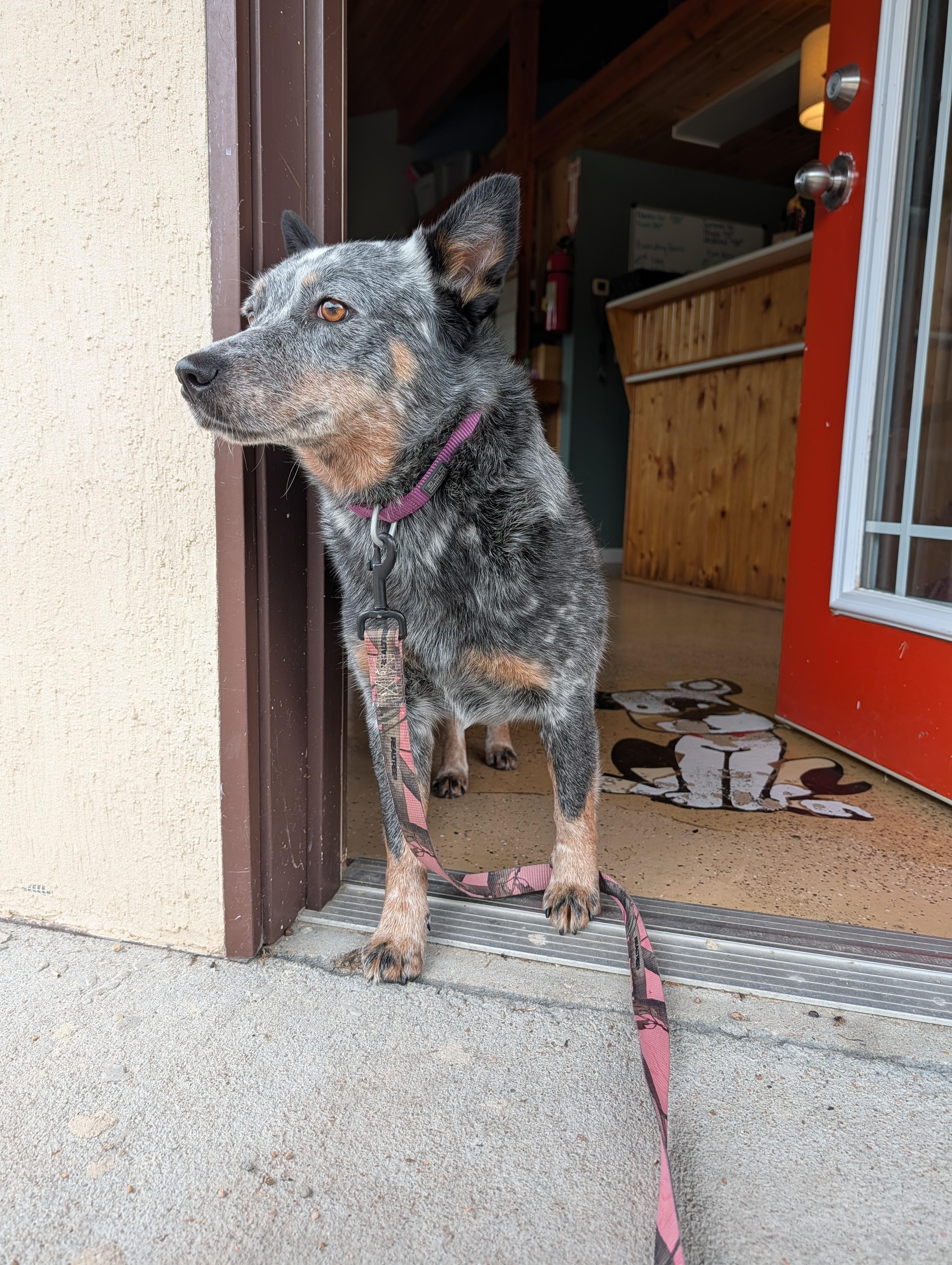 Daisy, Adoptable, Young Female Cattle Dog.