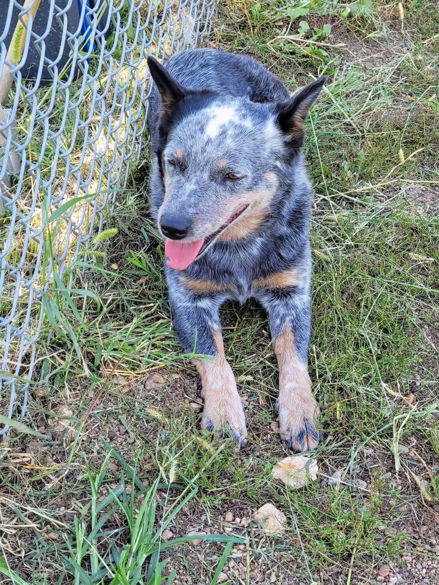 Daisy, Adoptable, Young Female Cattle Dog.