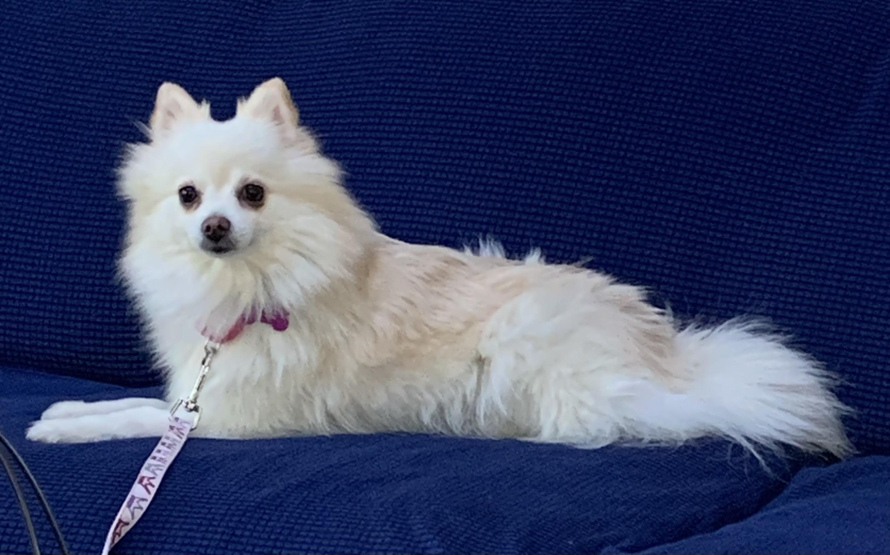 Enlarge Grace, a Adoptable Pomeranian in Ellicott City, MD image 1/5