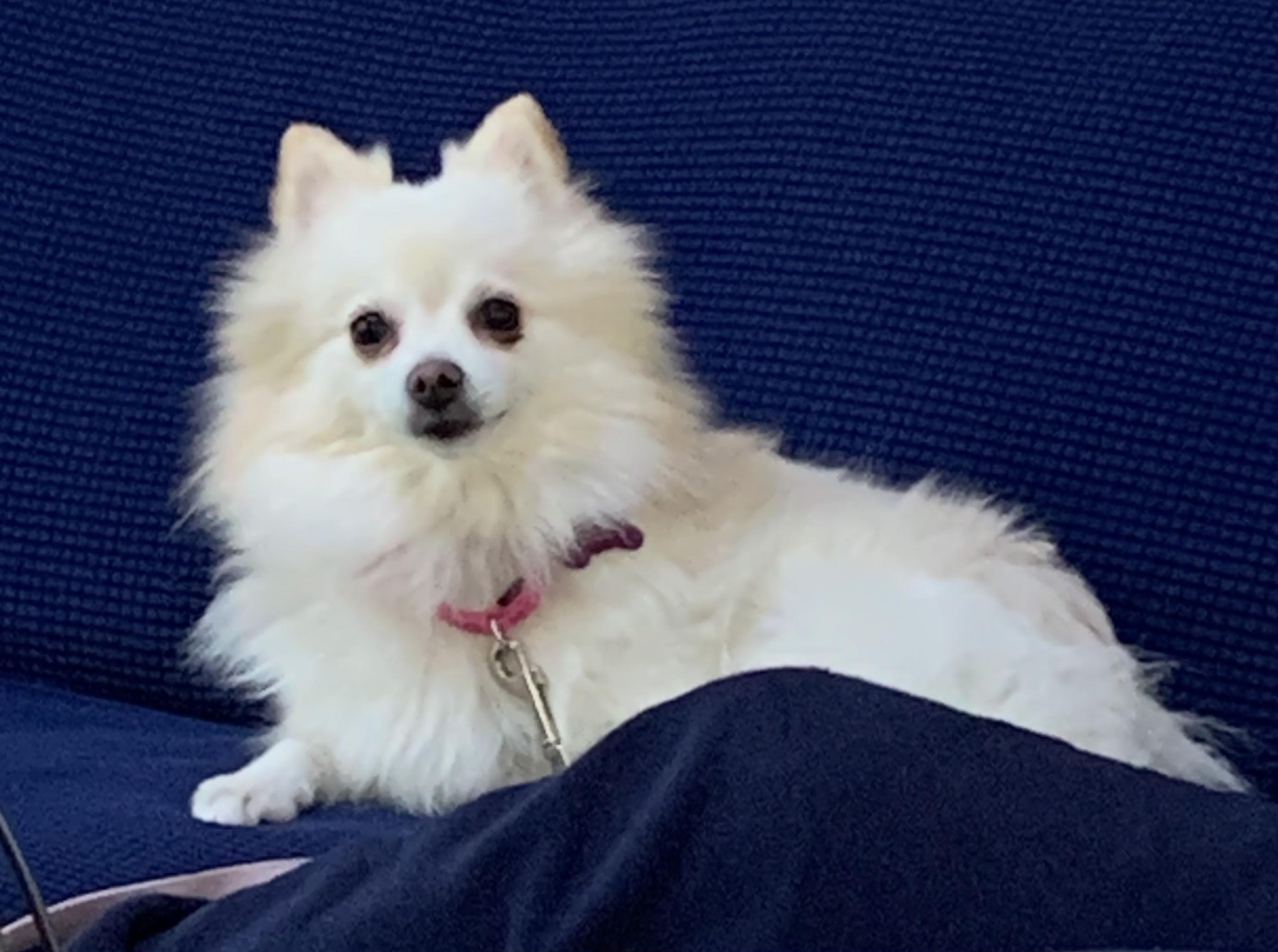 Enlarge Grace, a Adoptable Pomeranian in Ellicott City, MD image 4/5