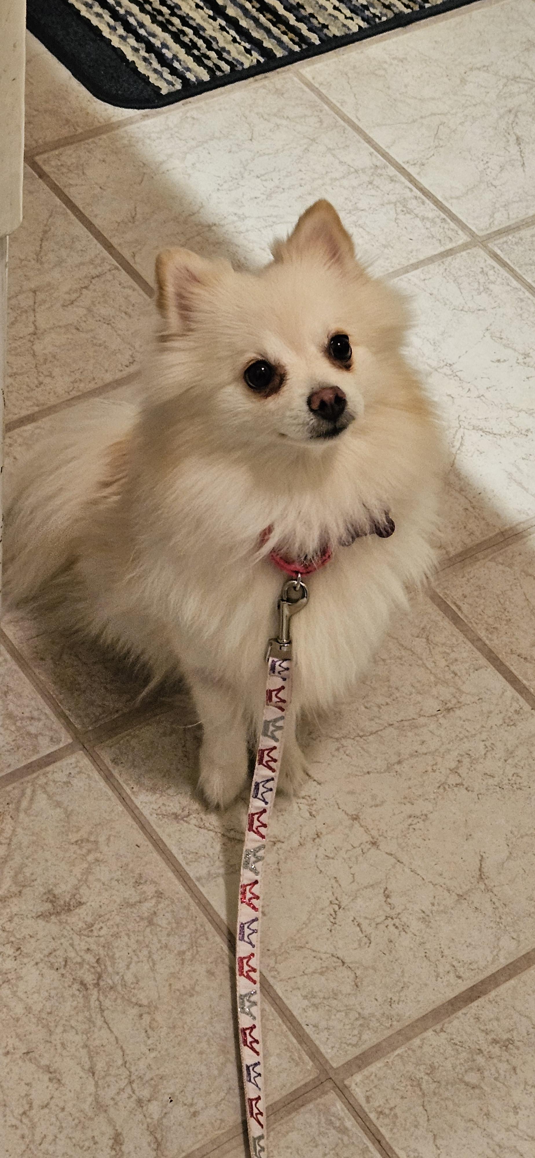 Enlarge Grace, a Adoptable Pomeranian in Ellicott City, MD image 2/5