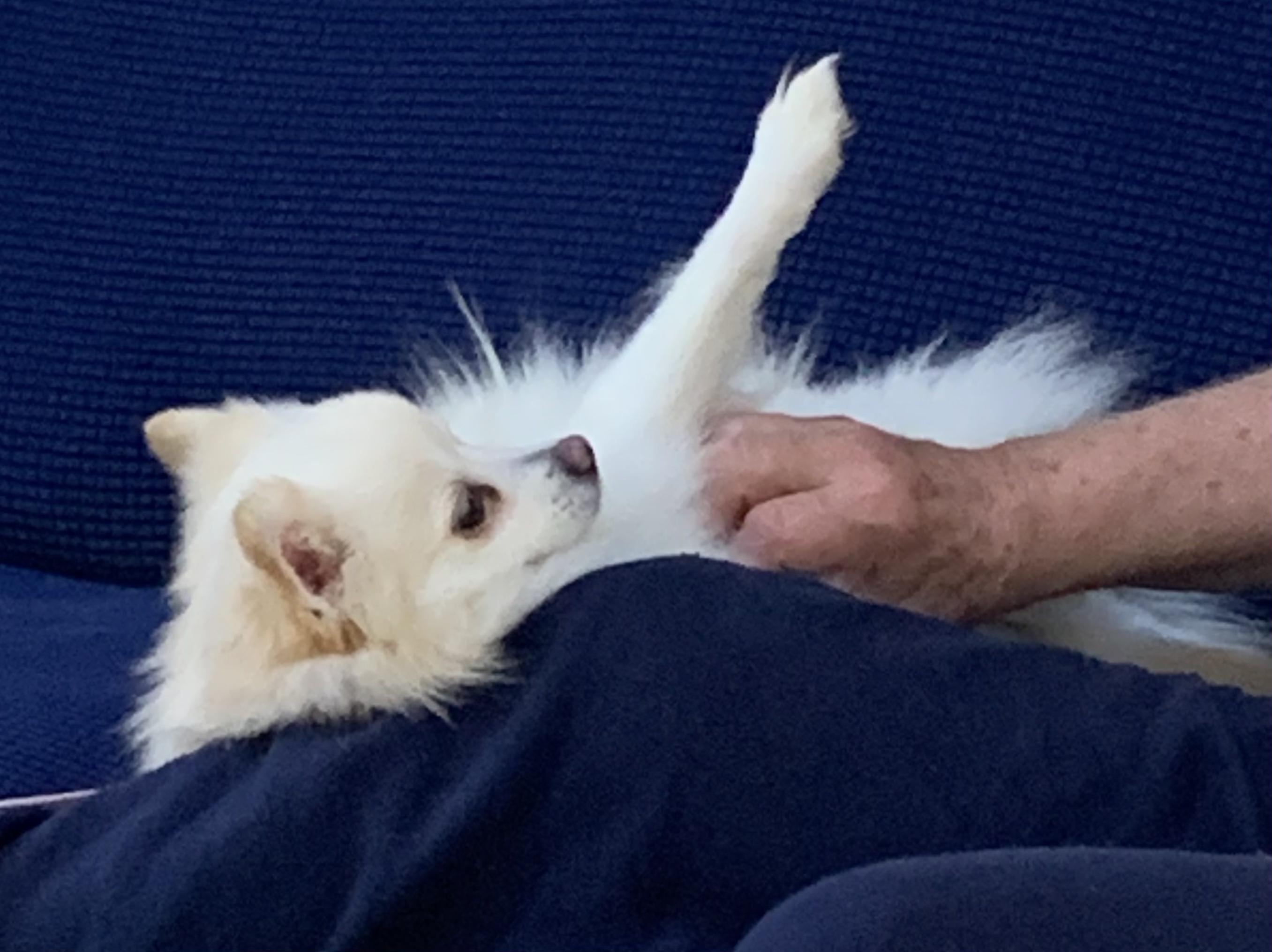 Enlarge Grace, a Adoptable Pomeranian in Ellicott City, MD image 3/5