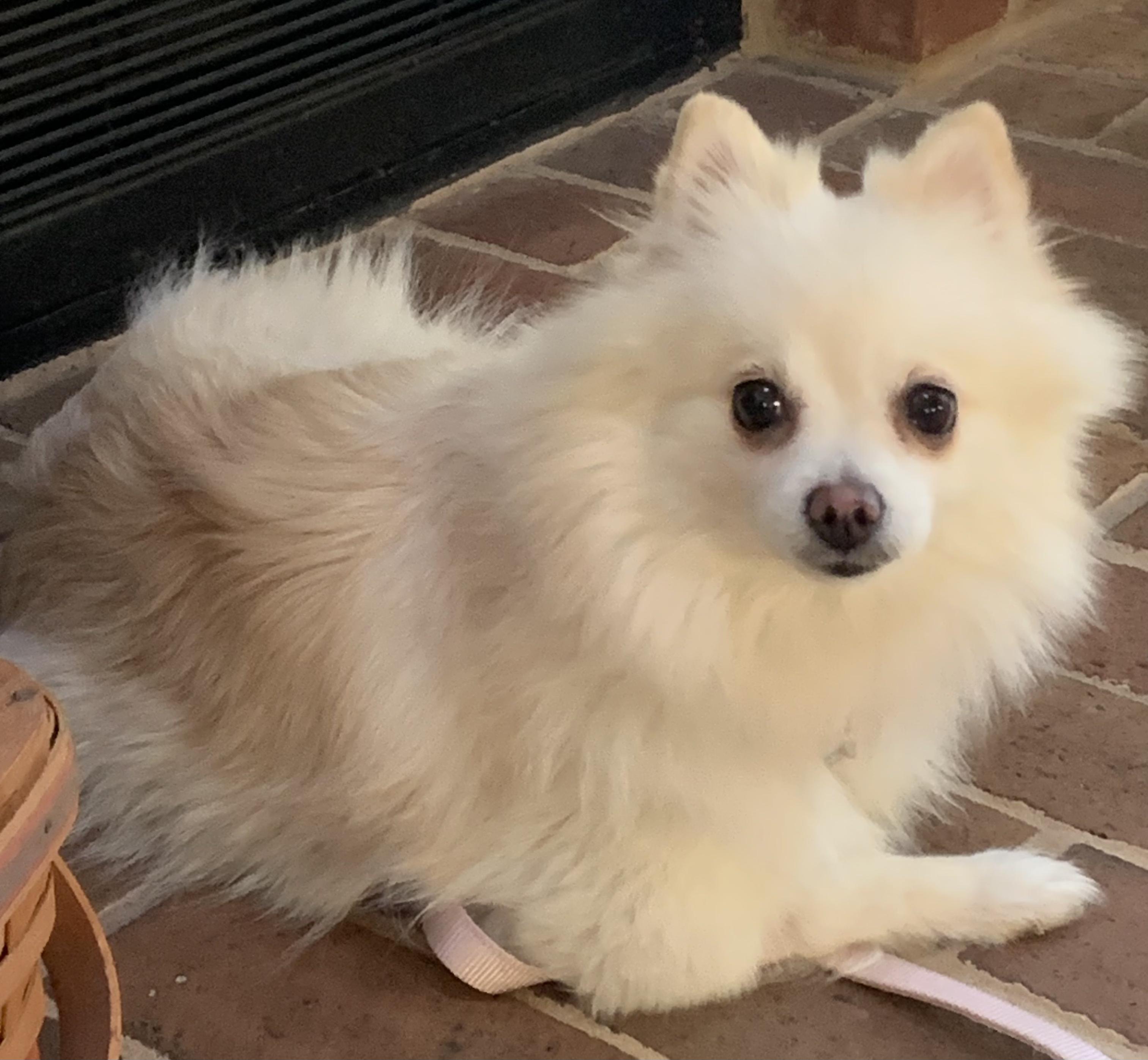 Enlarge Grace, a Adoptable Pomeranian in Ellicott City, MD image 5/5