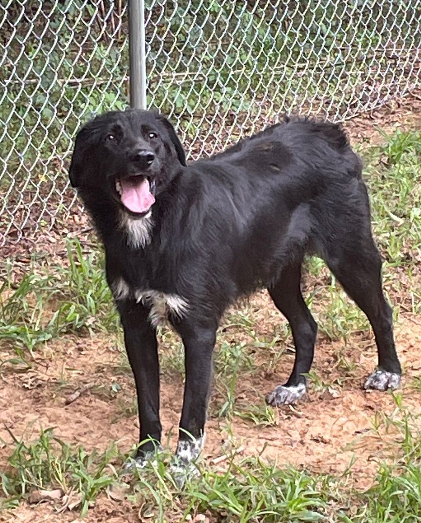 Buster, a Adoptable mixed breed in Heber Springs, AR image 1/4