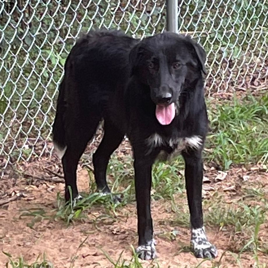 Buster, a Adoptable mixed breed in Heber Springs, AR image 2/4