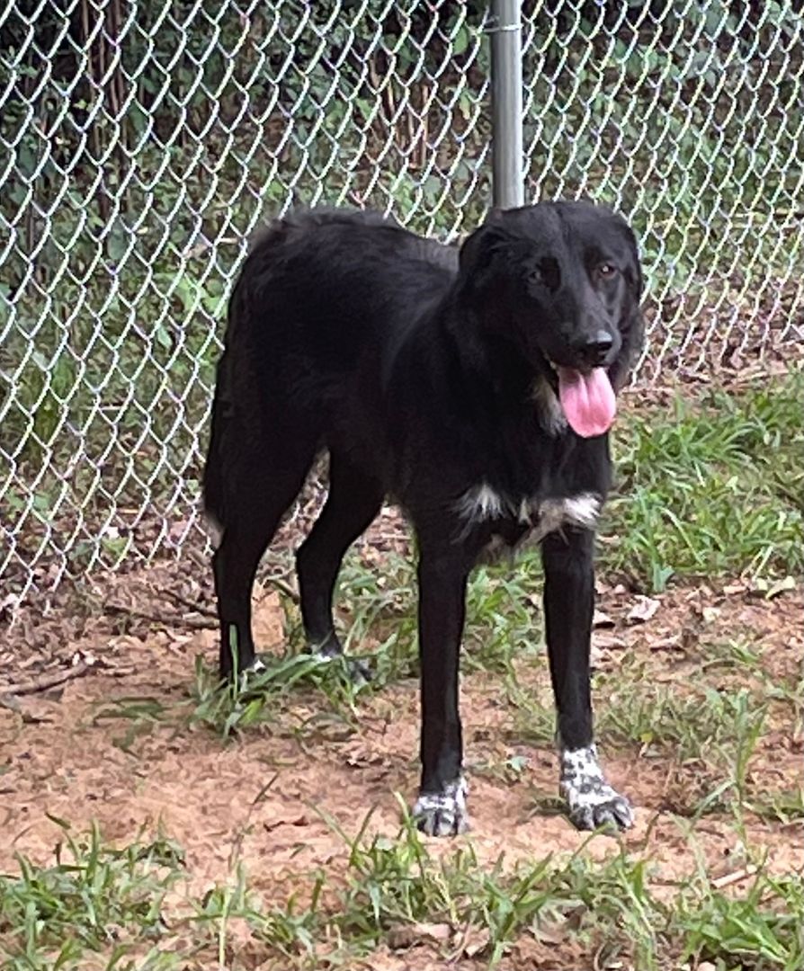 Buster, a Adoptable mixed breed in Heber Springs, AR image 3/4