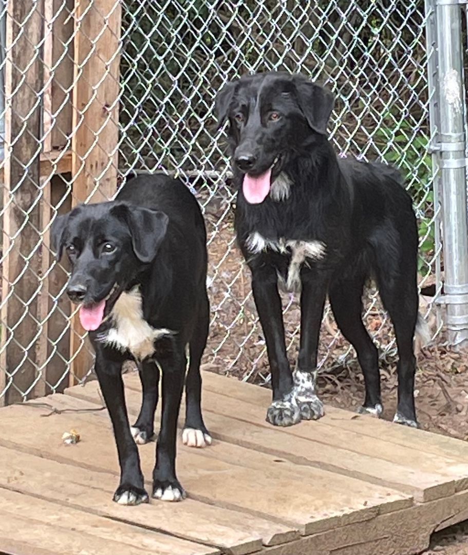 Buster, a Adoptable mixed breed in Heber Springs, AR image 4/4
