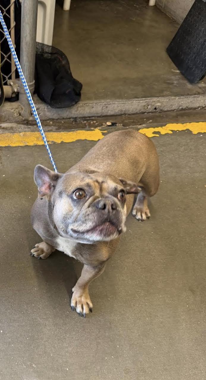 Jo, adopted, Adult Female French Bulldog.