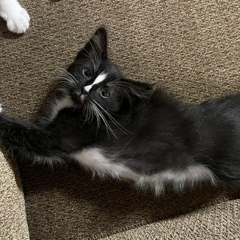 Oriella, Adoptable, Kitten Female Domestic Short Hair.