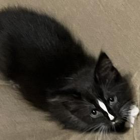 Oriella, a Adoptable Domestic Short Hair in Fayetteville, GA image 2/5