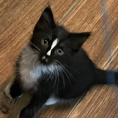 Oriella, a Adoptable Domestic Short Hair in Fayetteville, GA image 3/5