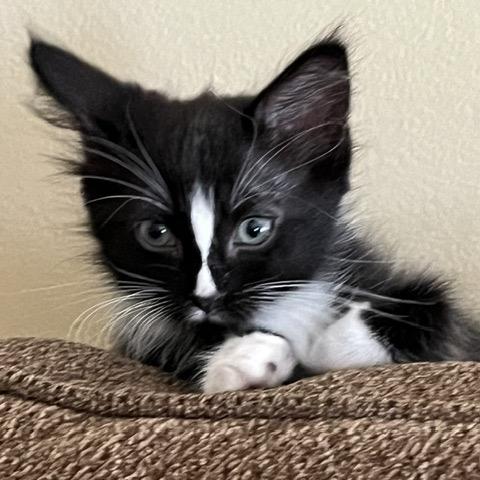 Oriella, a Adoptable Domestic Short Hair in Fayetteville, GA image 4/5