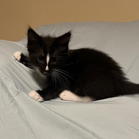 Oriella, a Adoptable Domestic Short Hair in Fayetteville, GA image 5/5