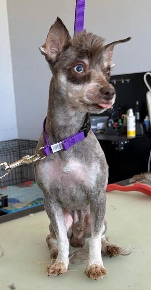 Cookie $450 (Mini) photo