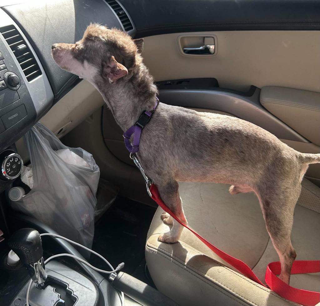 Enlarge Cookie $450 (Mini), a Adoptable Schnauzer in Milwaukee, WI image 2/4