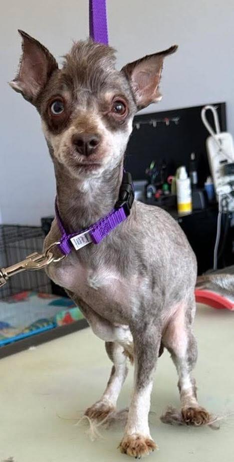 Enlarge Cookie $450 (Mini), a Adoptable Schnauzer in Milwaukee, WI image 3/4