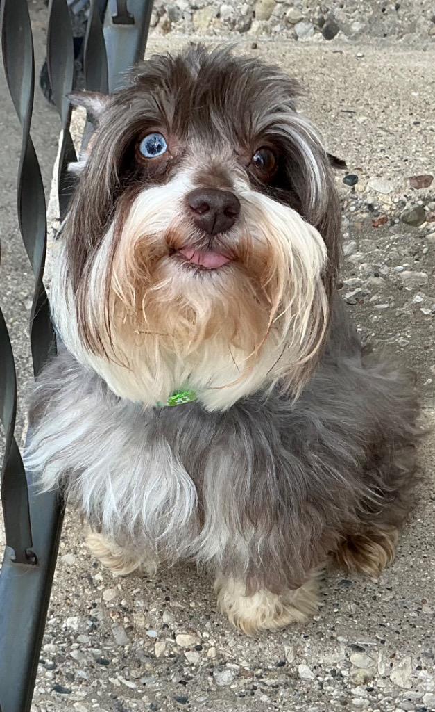 Enlarge Cookie $450 (Mini), a Adoptable Schnauzer in Milwaukee, WI image 4/4