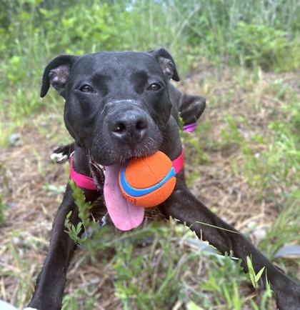 Gamora, Adoptable, Adult Female Pit Bull Terrier & Mixed Breed.