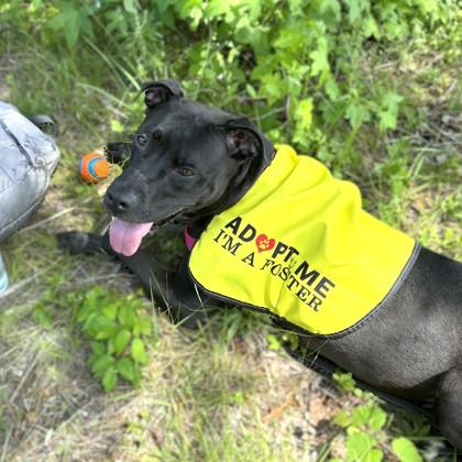 Enlarge Gamora, a Adoptable mixed breed in Washington, DC image 2/3