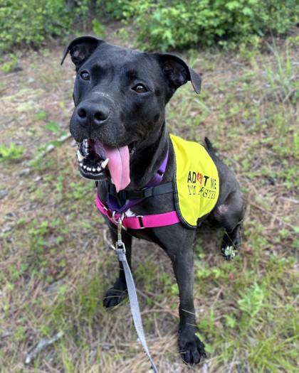 Enlarge Gamora, a Adoptable mixed breed in Washington, DC image 3/3