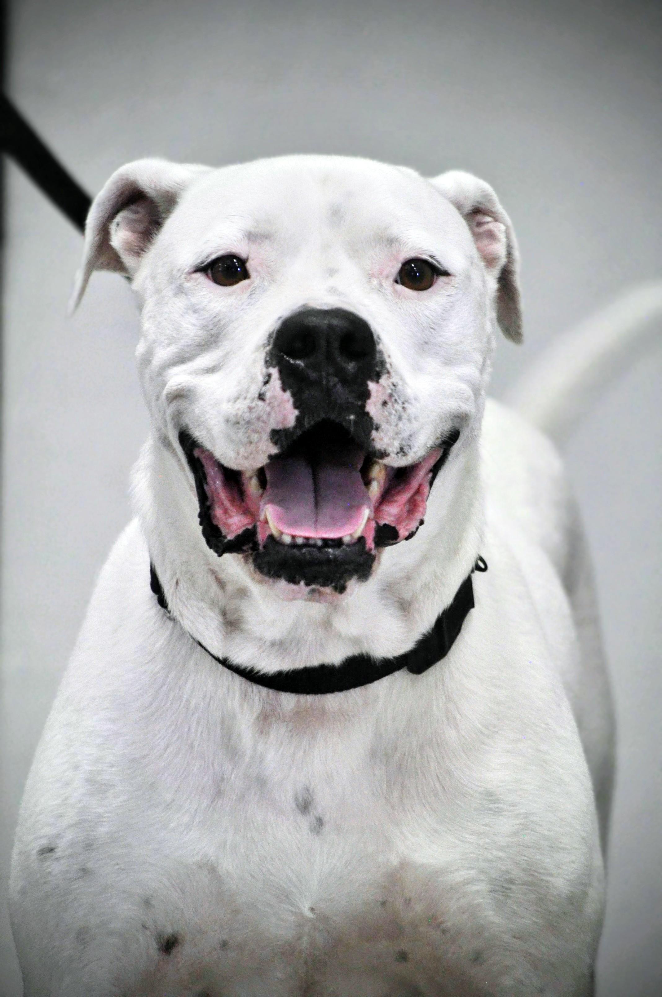Willy - TRAINED DOG, Adoptable, Adult Male American Bulldog.