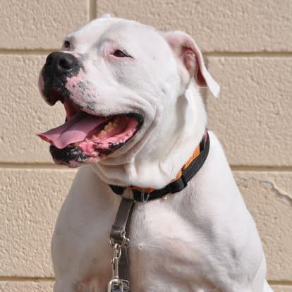 Enlarge Willy - TRAINED DOG, a Adoptable mixed breed in Miami, FL image 2/5