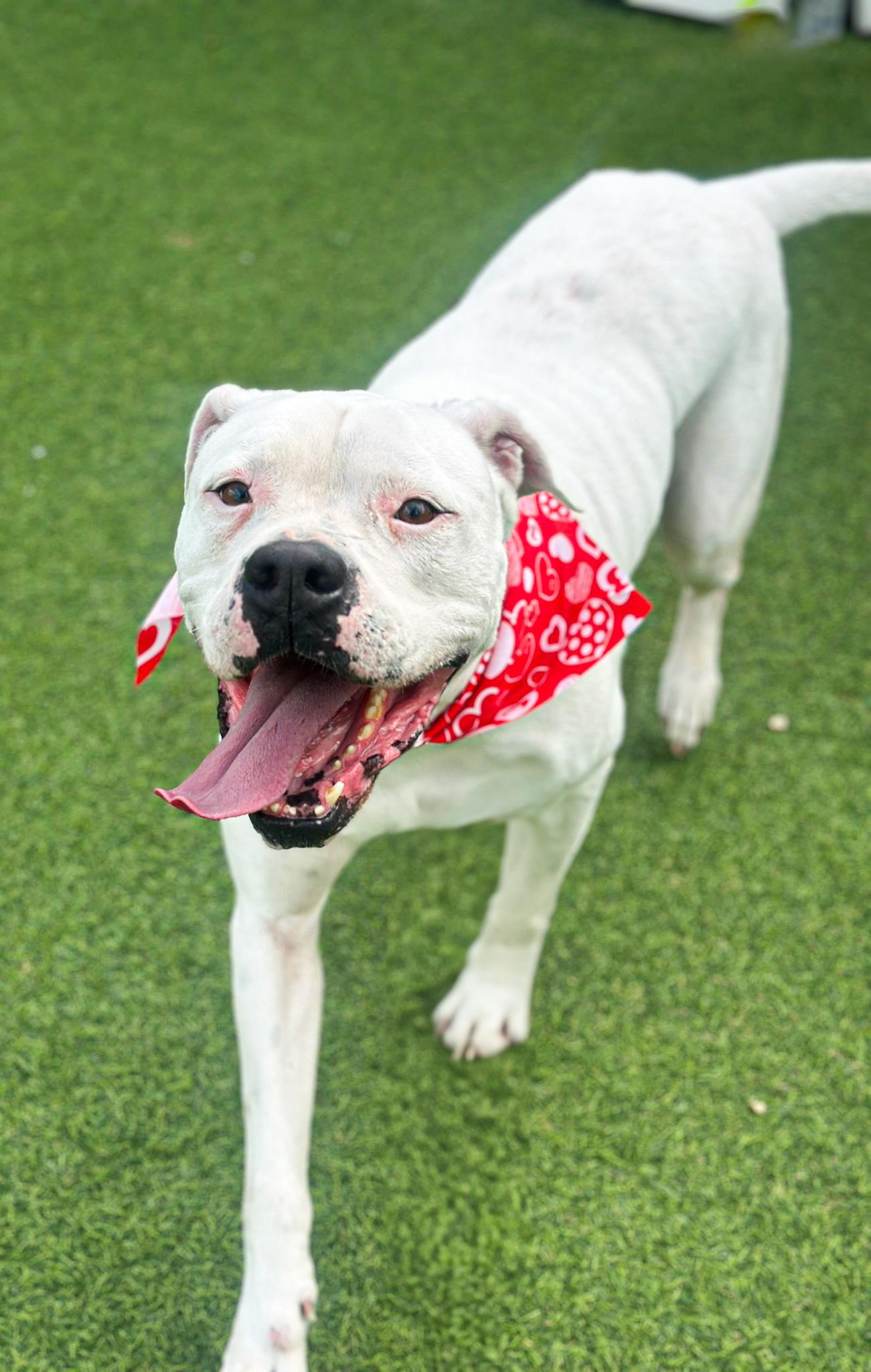 Willy - TRAINED DOG, Adoptable, Adult Male American Bulldog.