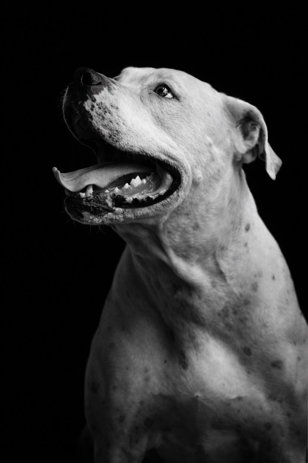 Willy - TRAINED DOG, Adoptable, Adult Male American Bulldog.