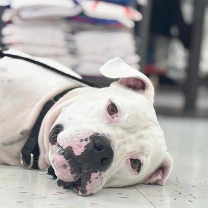 Enlarge Willy - TRAINED DOG, a Adoptable mixed breed in Miami, FL image 3/5