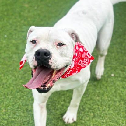 Enlarge Willy - TRAINED DOG, a Adoptable mixed breed in Miami, FL image 4/5