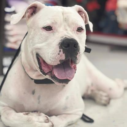 Enlarge Willy - TRAINED DOG, a Adoptable mixed breed in Miami, FL image 5/5