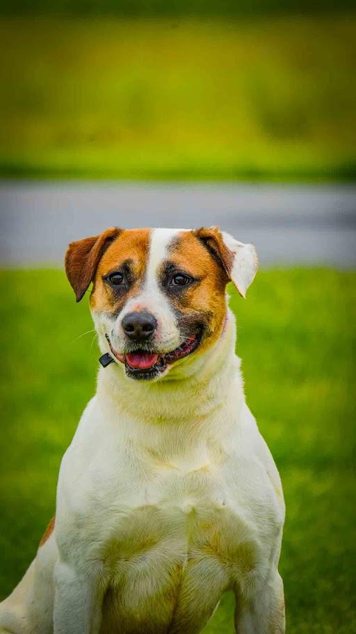 Charlie, Adoptable, Adult Male Labrador Retriever & Pit Bull Terrier.
