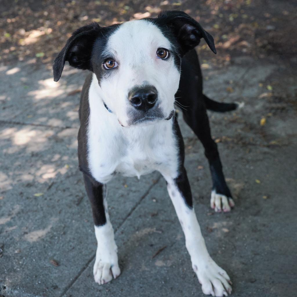 Enlarge WINTER, a Adoptable Border Collie in Point Richmond, CA image 1/6