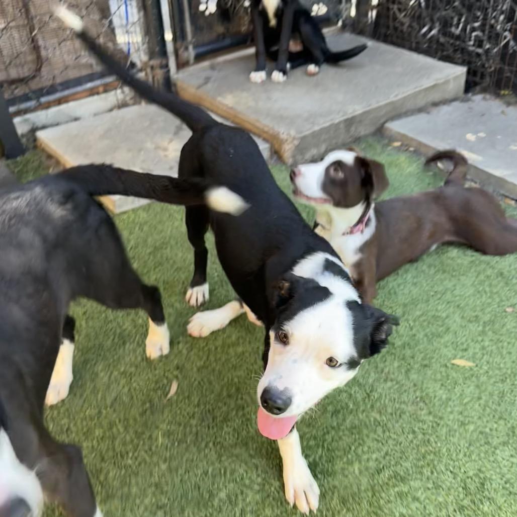 Enlarge WINTER, a Adoptable Border Collie in Point Richmond, CA image 2/6
