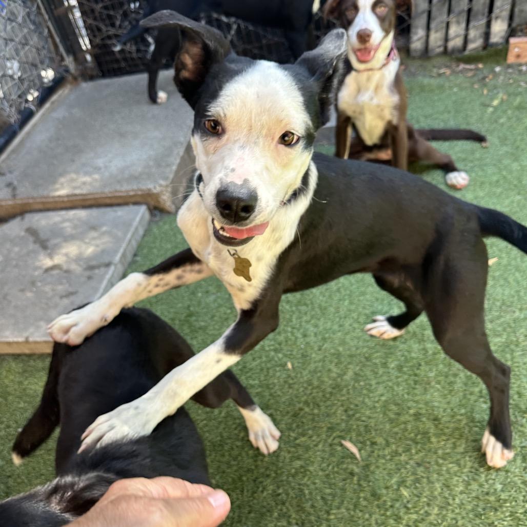 Enlarge WINTER, a Adoptable Border Collie in Point Richmond, CA image 3/6