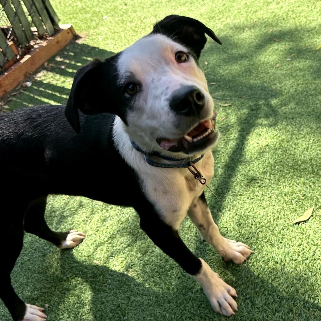 Enlarge WINTER, a Adoptable Border Collie in Point Richmond, CA image 4/6