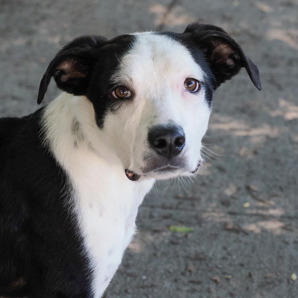 Enlarge WINTER, a Adoptable Border Collie in Point Richmond, CA image 5/6