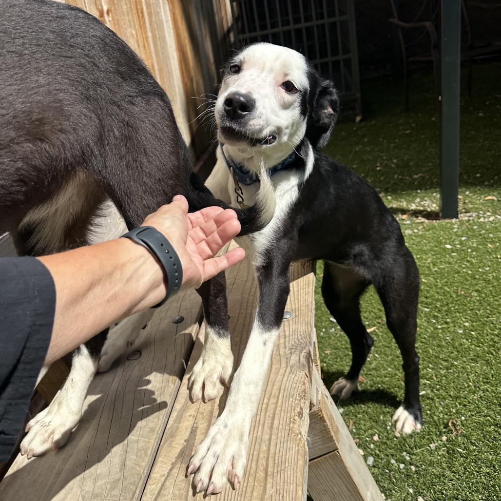 Enlarge WINTER, a Adoptable Border Collie in Point Richmond, CA image 6/6