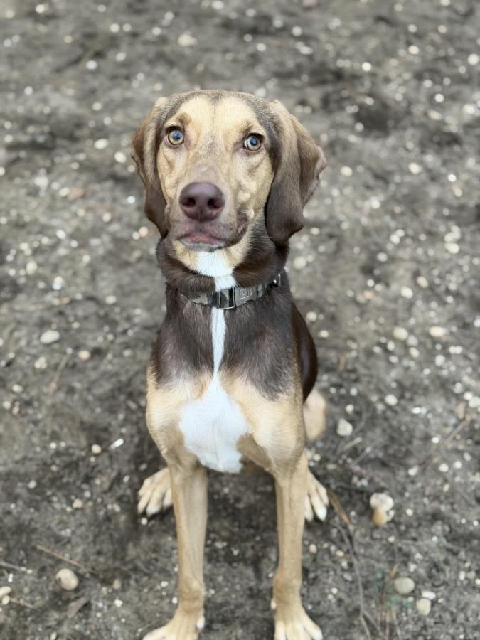 Enlarge Wolfy, a Adoptable mixed breed in Lindenhurst, NY image 1/2