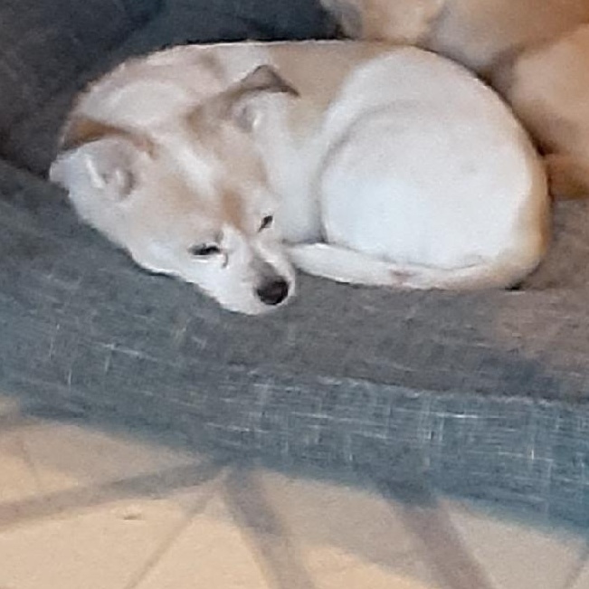 Enlarge Ari, a Adopted mixed breed in Matthews, NC image 1/2