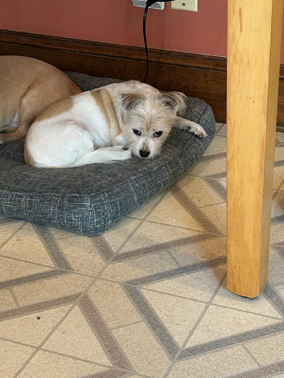 Enlarge Ari, a Adopted mixed breed in Matthews, NC image 2/2