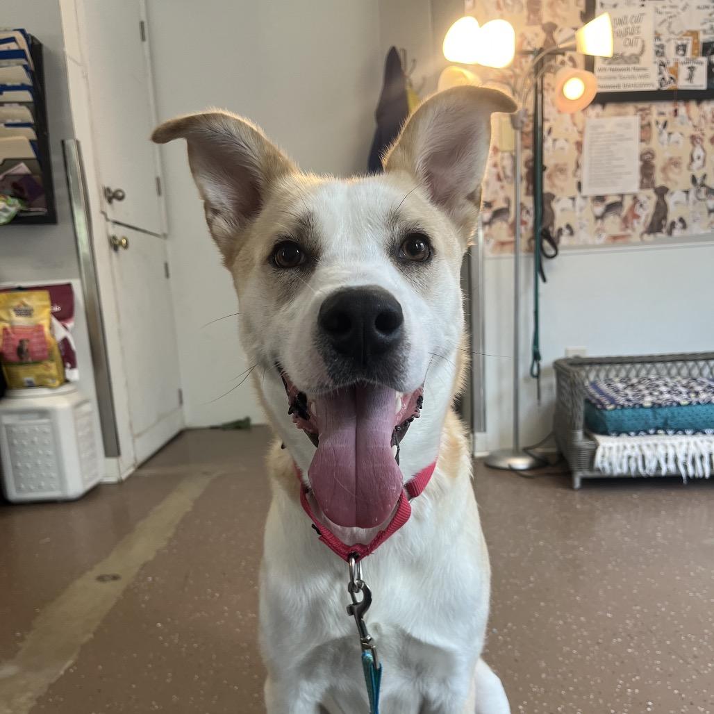Maxwell Pierre, Adoptable, Adult Male Husky.