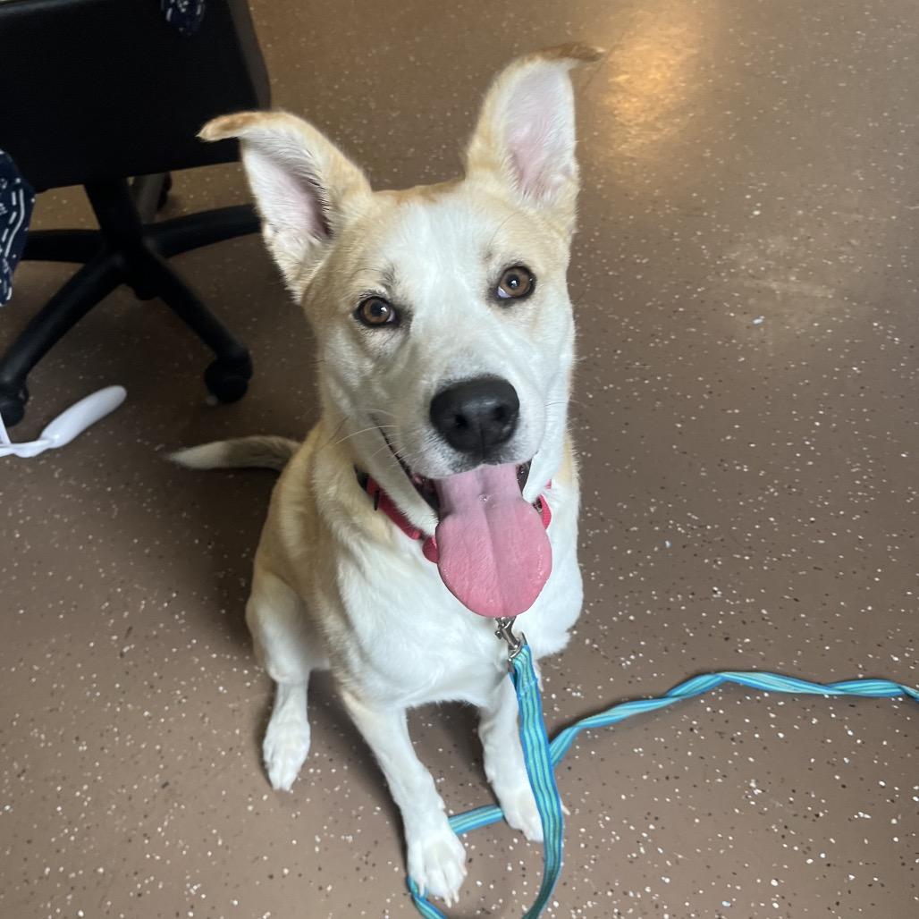 Maxwell Pierre, a Adoptable Husky in Belleville, IL image 2/6