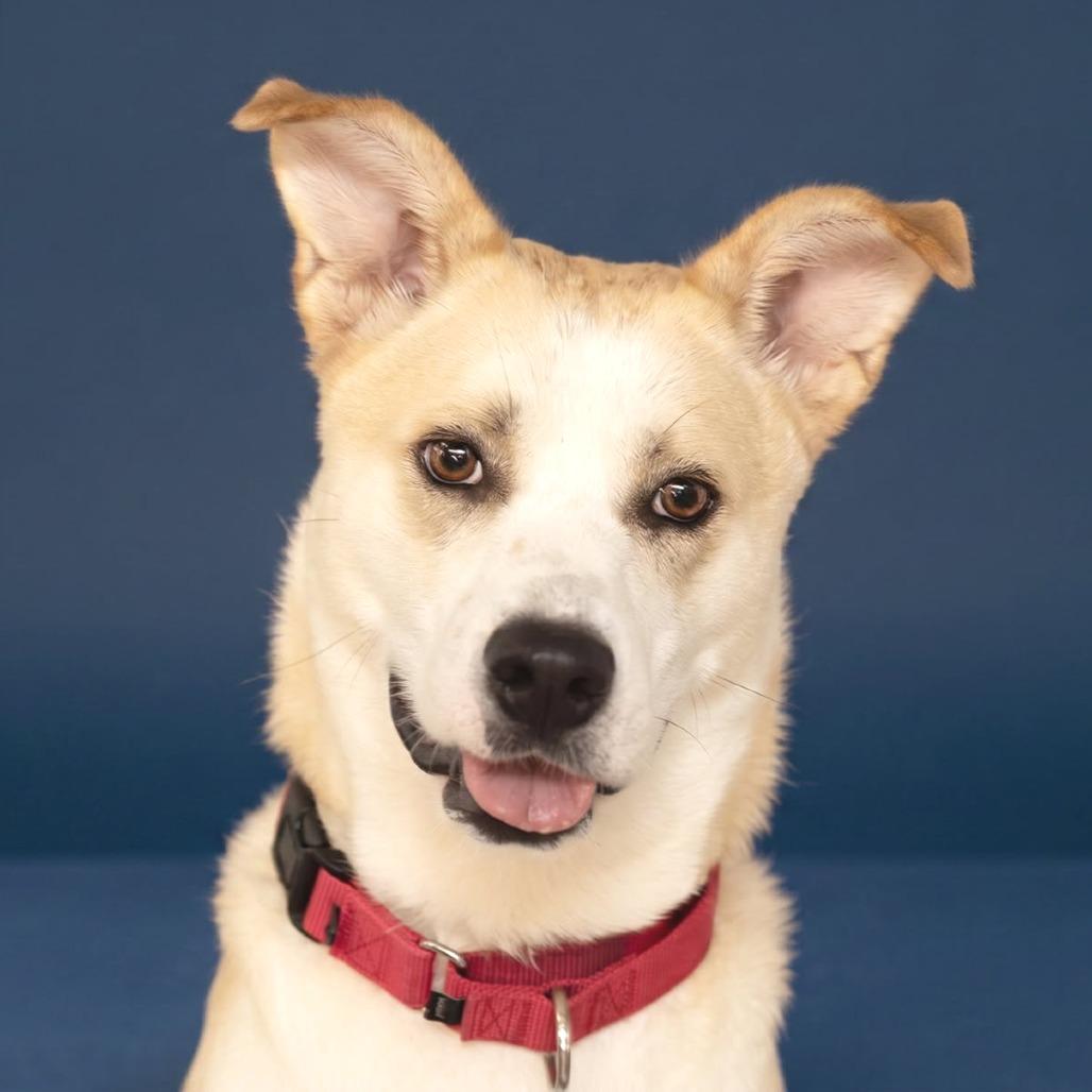 Maxwell Pierre, a Adoptable Husky in Belleville, IL image 3/6