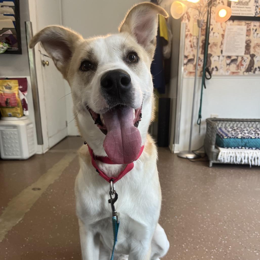 Maxwell Pierre, a Adoptable Husky in Belleville, IL image 4/6