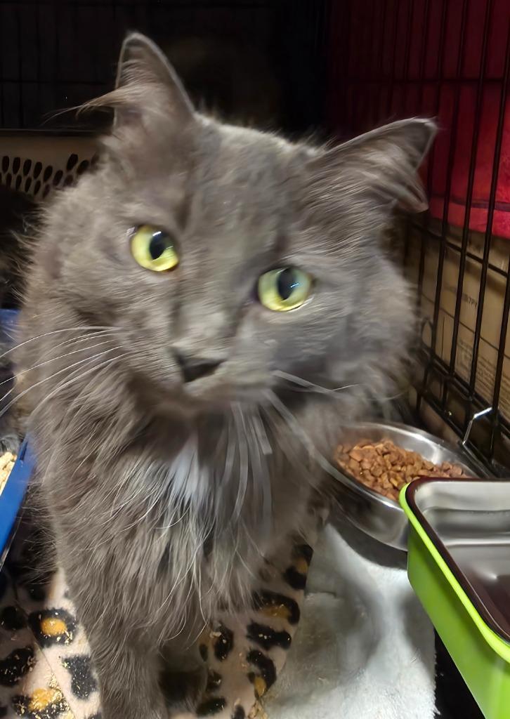 Enlarge Little G (Little Gabby), a Adoptable mixed breed in Shell Lake, WI image 1/2