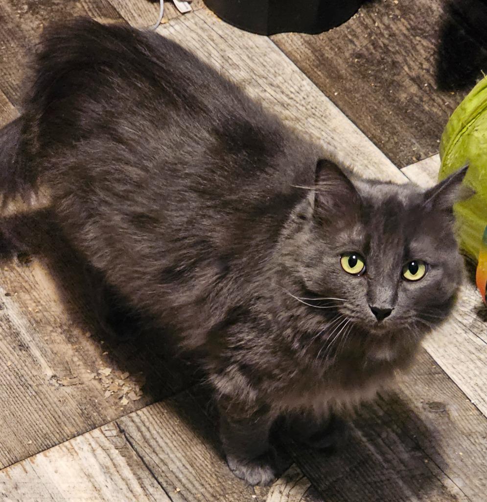 Little G (Little Gabby), Adoptable, Young Female Domestic Medium Hair.