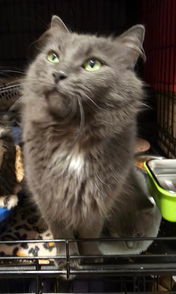 Enlarge Little G (Little Gabby), a Adoptable mixed breed in Shell Lake, WI image 2/2