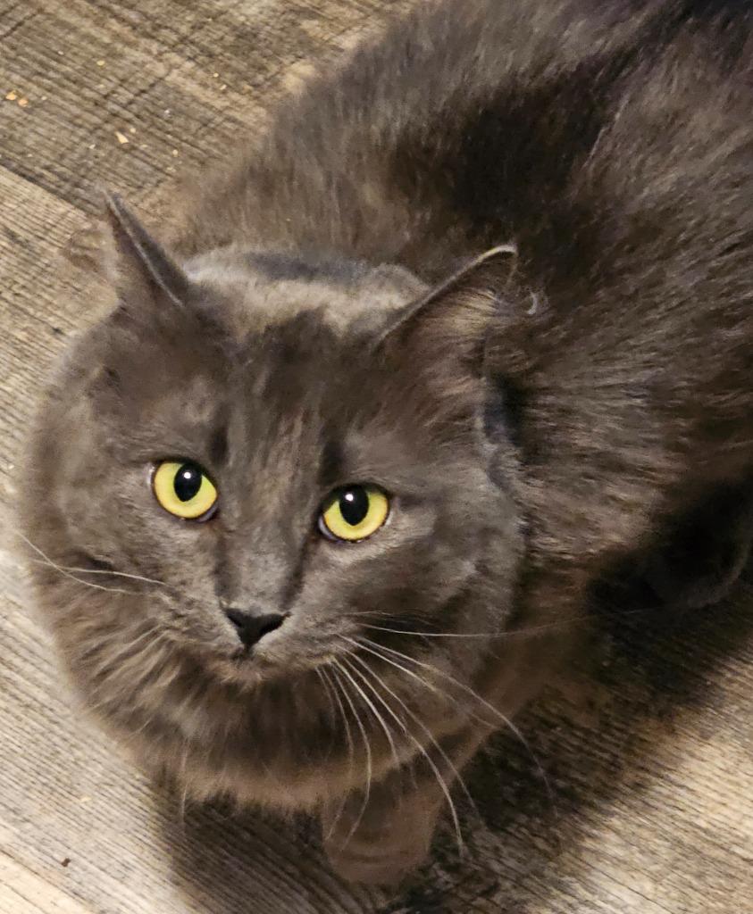 Enlarge Little G (Little Gabby), a Adoptable mixed breed in Shell Lake, WI image 2/2
