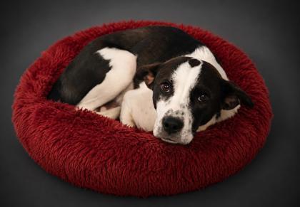 Enlarge Lillith, a Adoptable mixed breed in Bowling Green, KY image 1/1